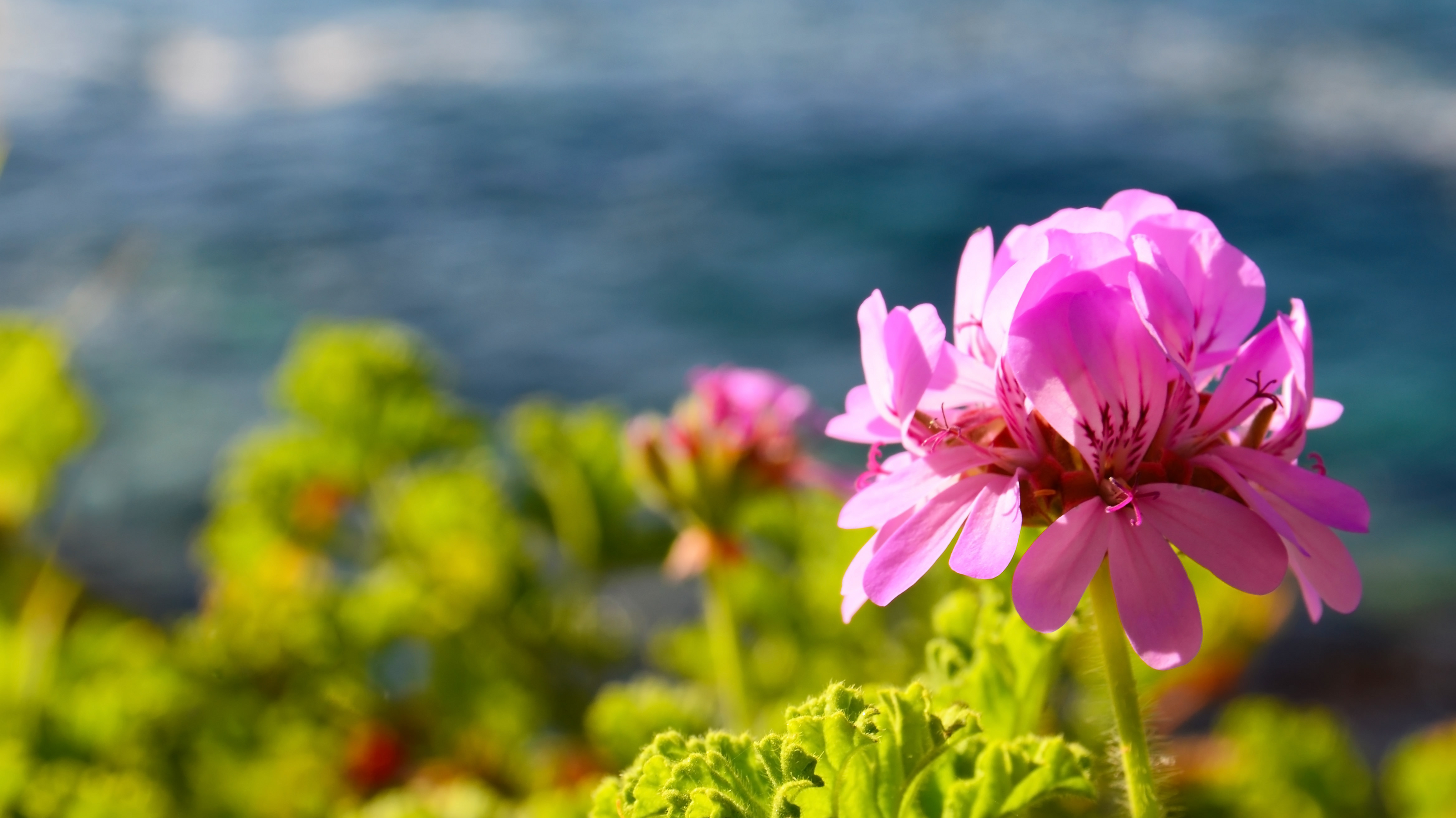 Repelente natural de mosquitos, mosco, zika, chinkungunya, es ideal para los días al aire libre, ya que repela de manera efectiva a los mosquitos. Protege a tus seres queridos con productos naturales. Repelente de viaje.