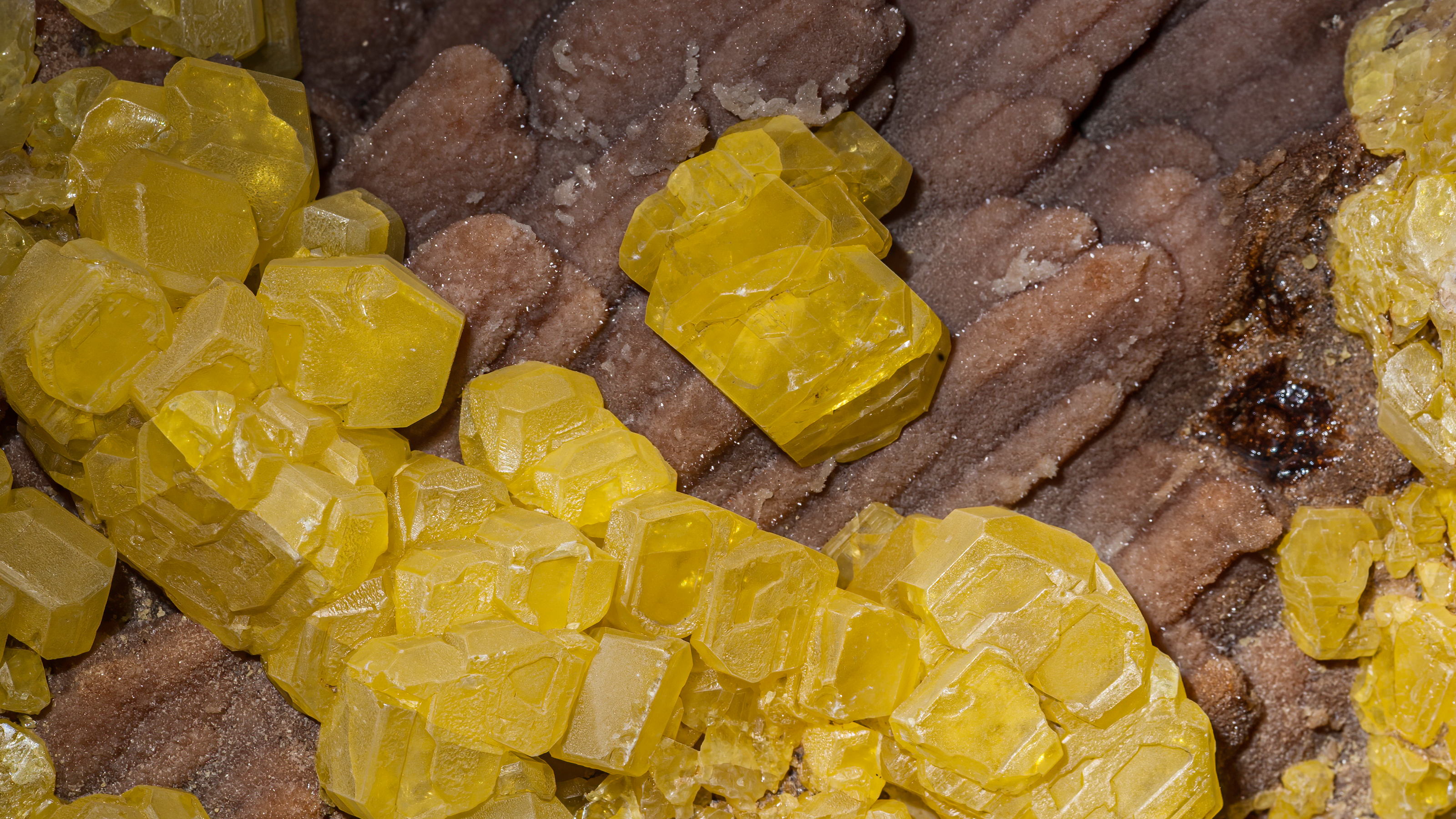 Repelente natural para serpientes para uso exterior. Efectivo para repeler y alejar todo tipo de serpientes.