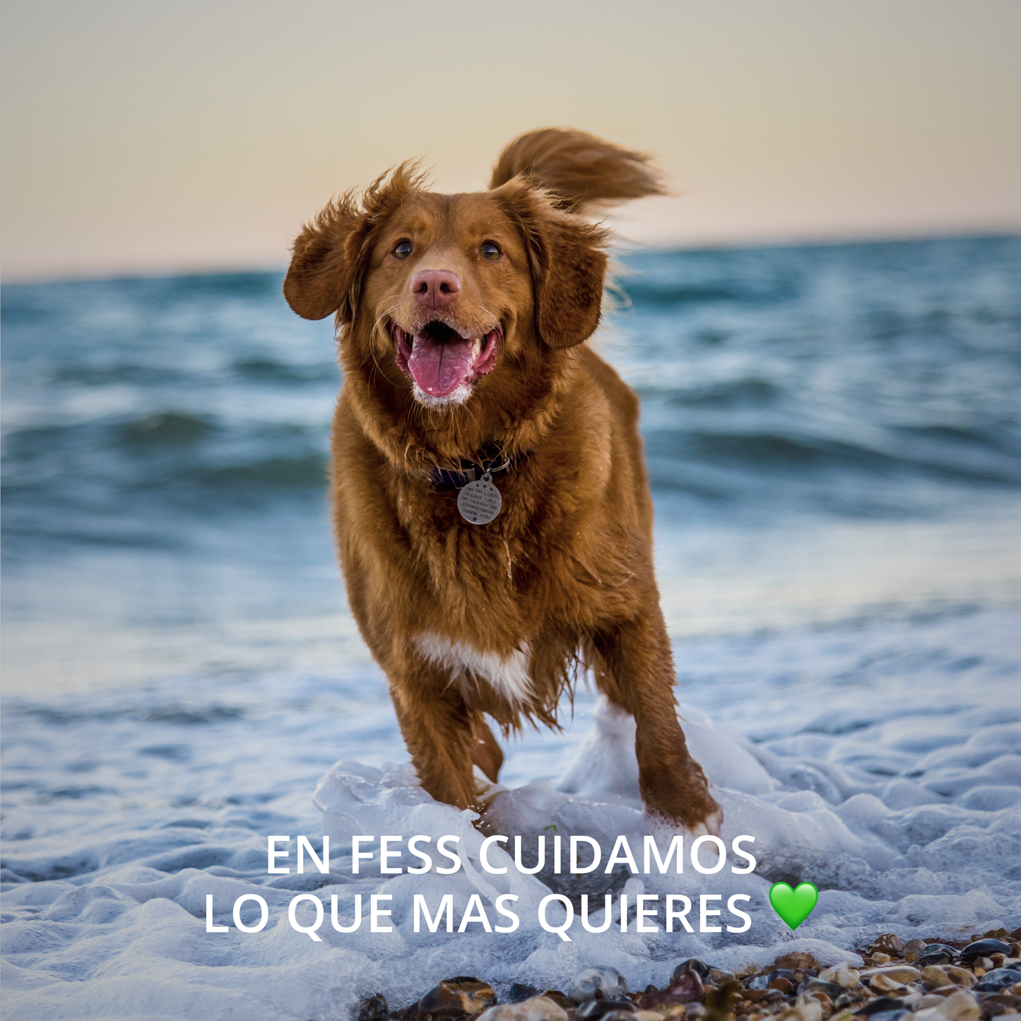 Shampoo Natural con Aloe Vera para Perros 2en1