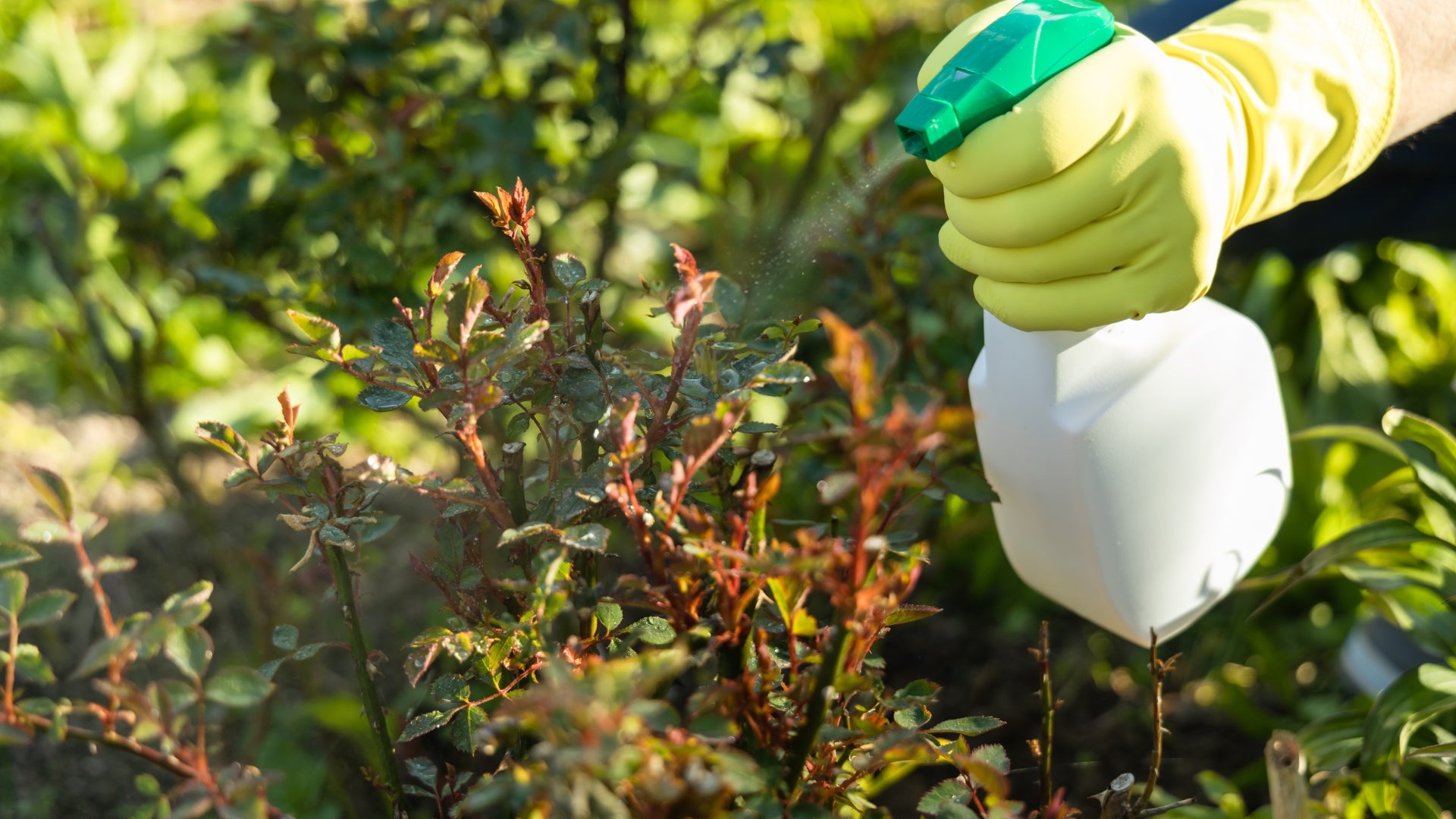 Repelente natural de mosquitos, mosco, zika, chinkungunya para casa y jardín. Es ideal para los días al aire libre, ya que repela de manera efectiva a los mosquitos. Protege a tus seres queridos con productos naturales.