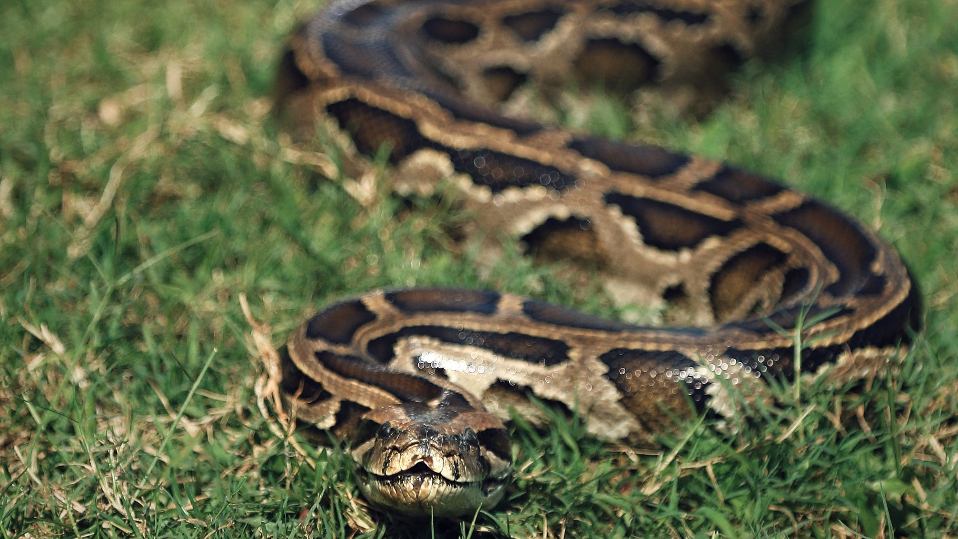 Repelente natural para serpientes para uso exterior. Efectivo para repeler y alejar todo tipo de serpientes.